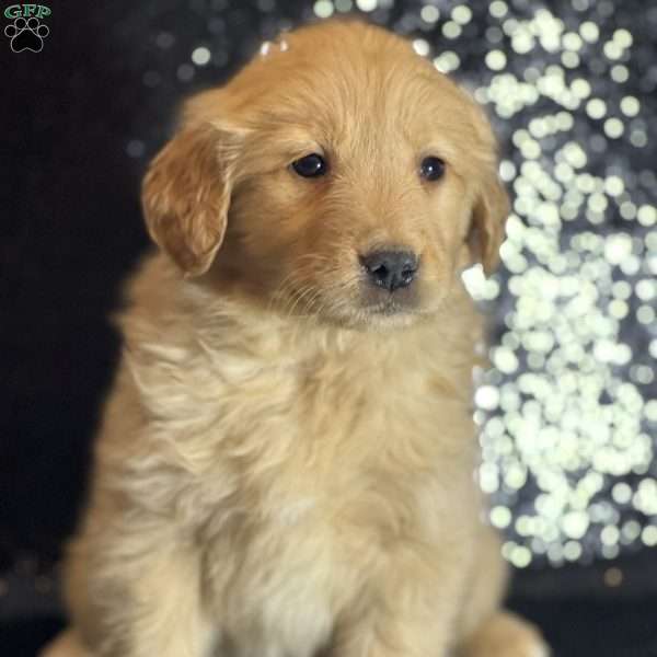 Talia, Golden Retriever Puppy